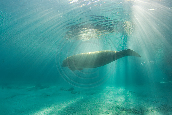 Manatees-0762