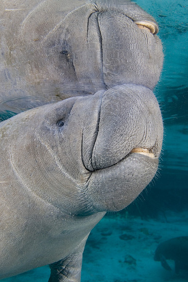 Manatees-1073