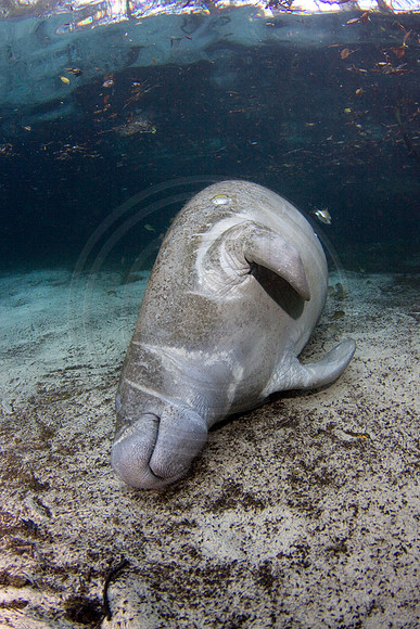 Manatees-1509