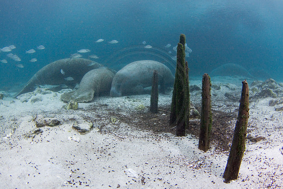 Manatees-3132