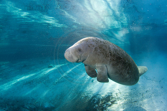 Manatees-2446