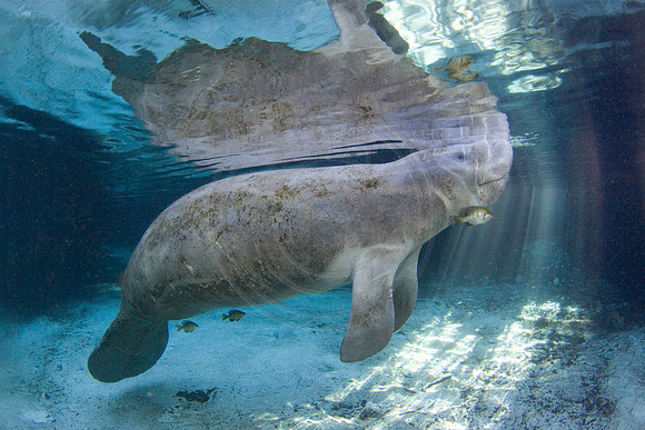 Manatees-3400