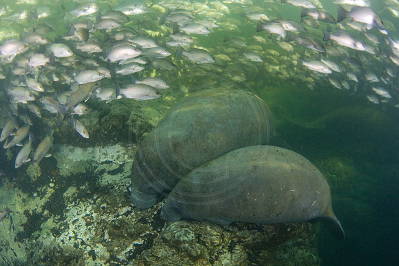 Manatees-2573
