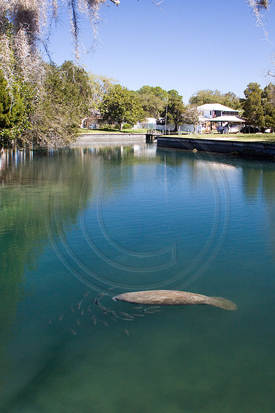 Manatees-2581