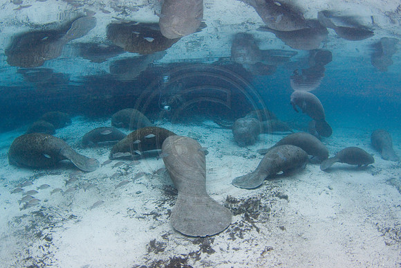 Manatees-3532