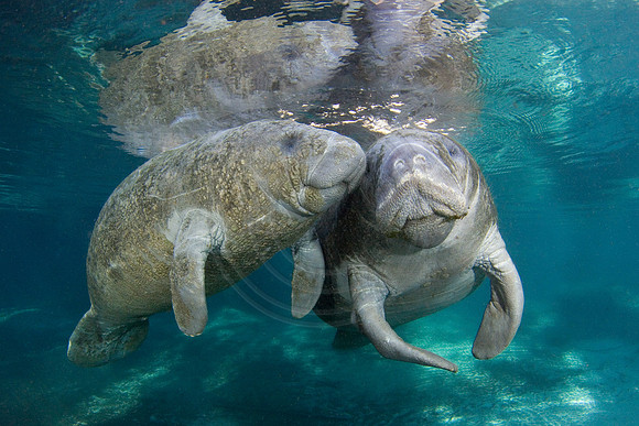 Manatees-1694
