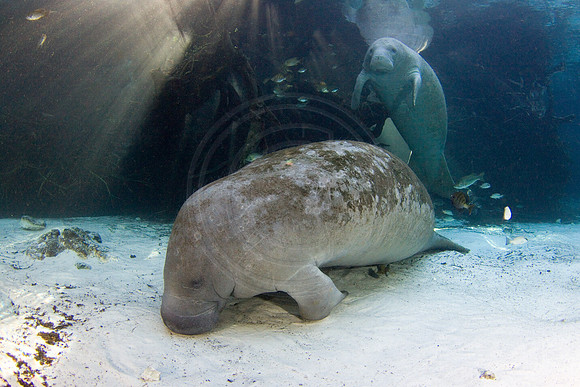 Manatees-2951