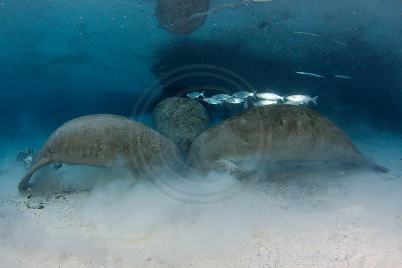 Manatees-1526