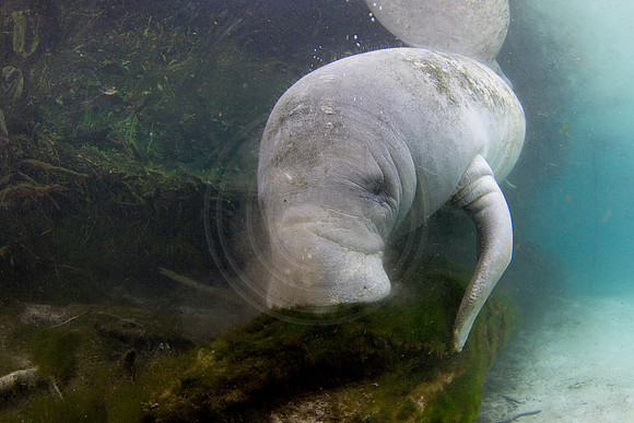 Manatees-2362