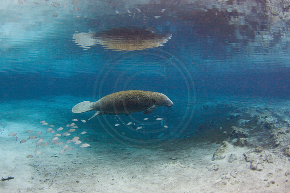 Manatees-2461