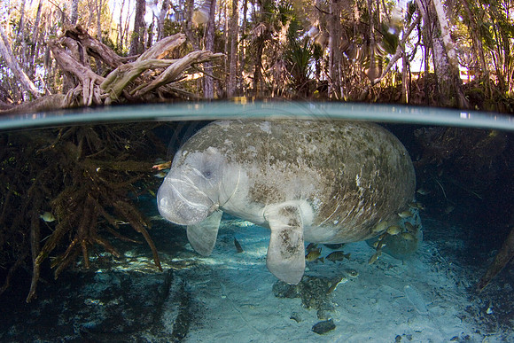 Manatees-2429