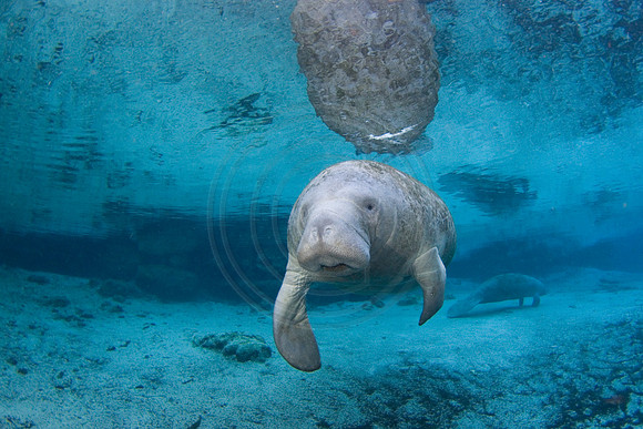 Manatees-2453