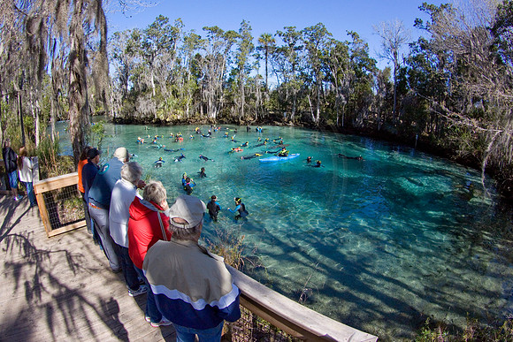 Manatees-2740
