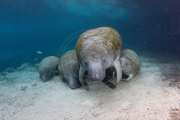 Manatees-2320