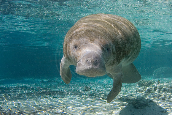 Manatees-0663