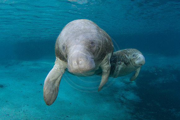 Manatees-1732