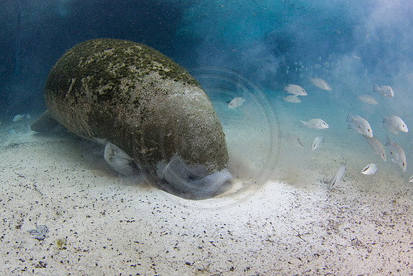 Manatees-2347