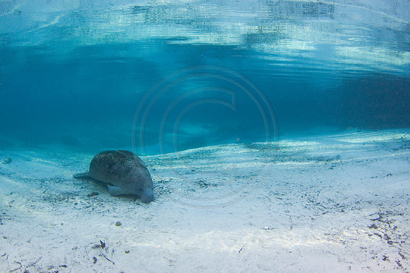 Manatees-2943