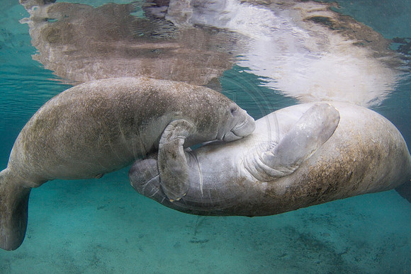 Manatees-2410