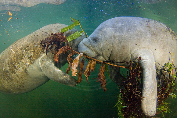 Manatees-3106