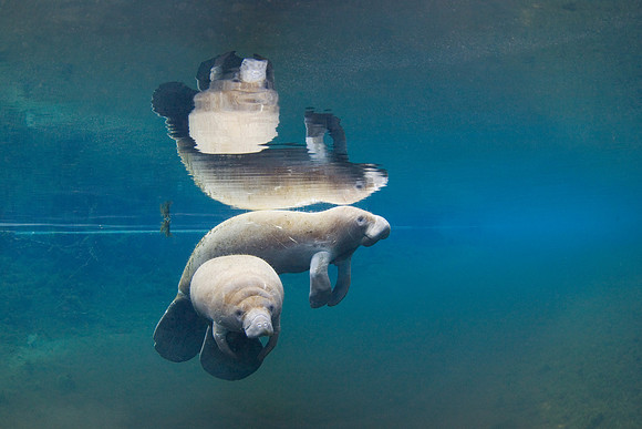 Manatees-3760