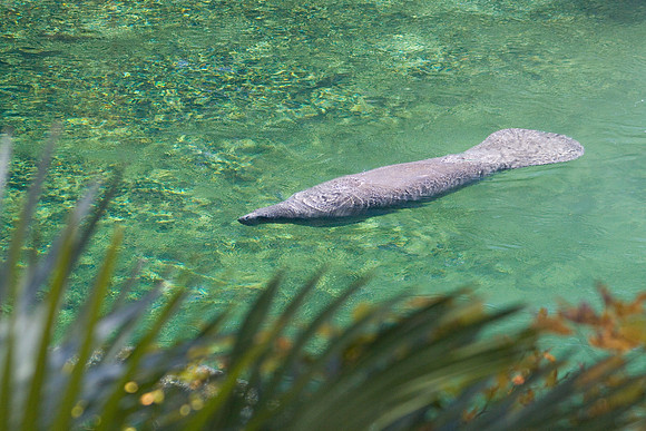 Manatees-3864
