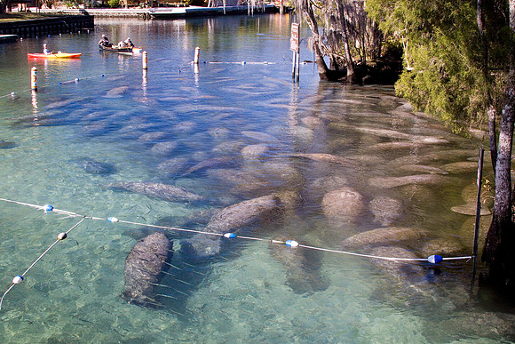 Manatees-3887