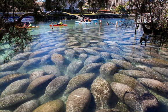 Manatees-3893