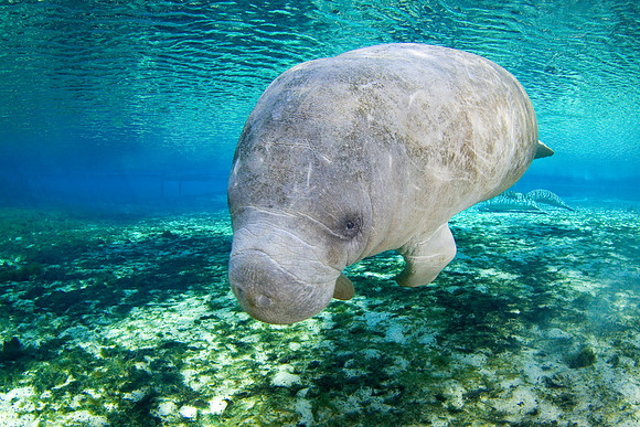 Manatees-3785