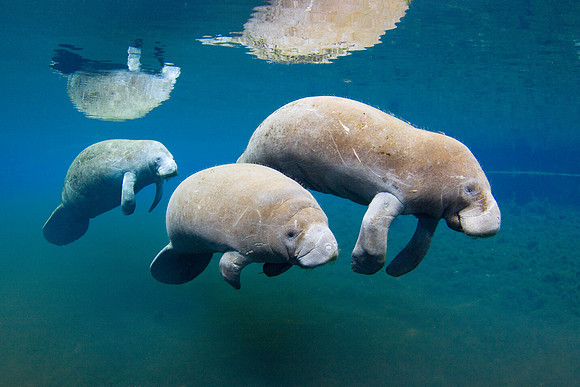 Manatees3750