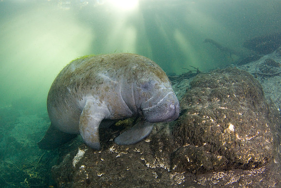 Manatees-3777