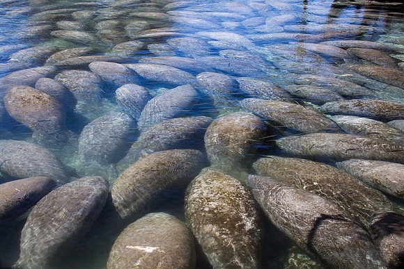 Manatees-3892