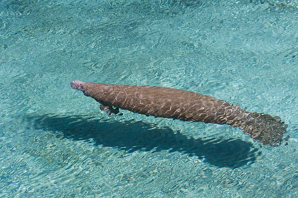 Manatees-3796