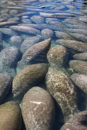 Manatees-3896