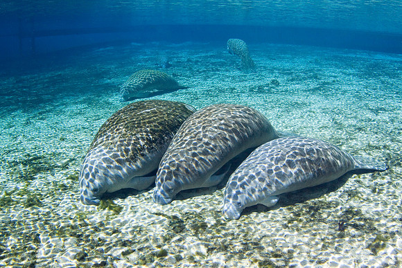 Manatees-3878