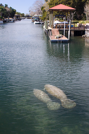 Manatees-3910