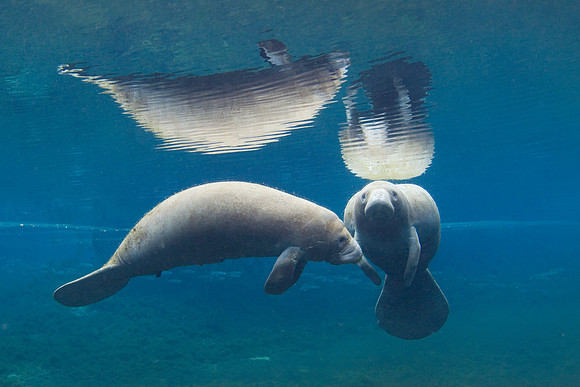 Manatees-3756