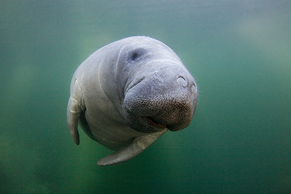 Manatees-3771