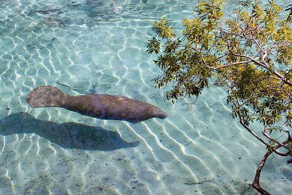 Manatees-3794