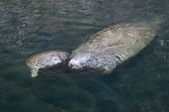 Manatees-3766