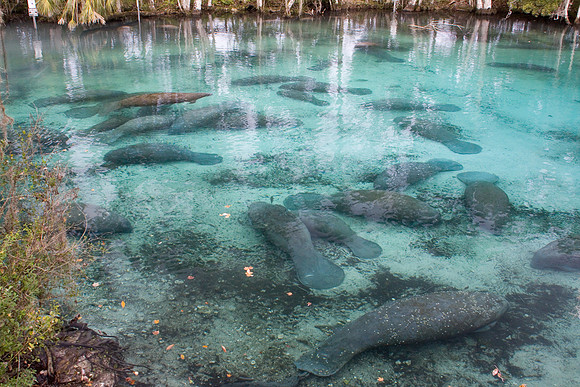 Manatees-3885