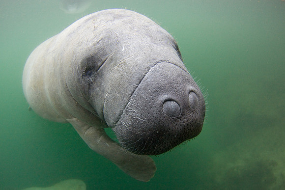 Manatees-3769