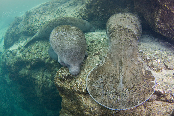 Manatees-3703