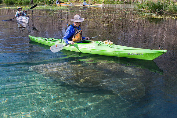 Manatees