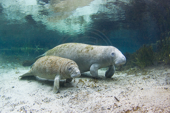 Manatees