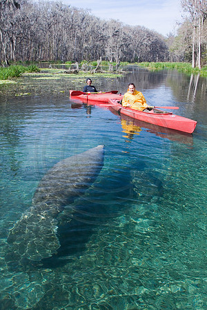 Manatees