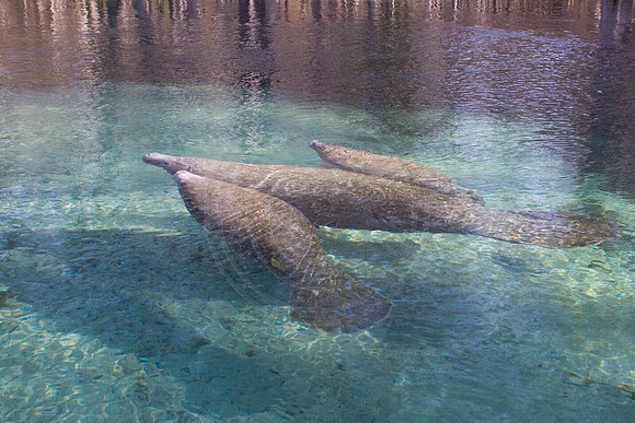Manatees-3947