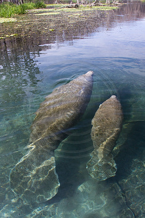 Manatees-3950