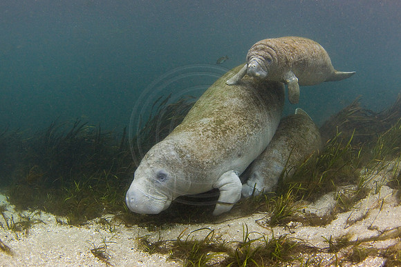 Manatees-3956