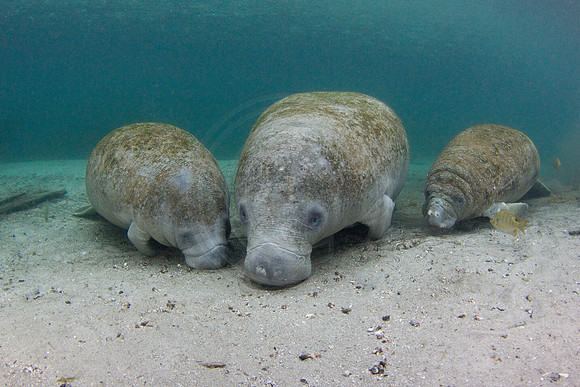 Manatees-3957